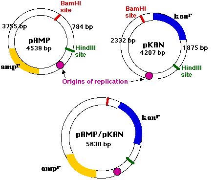 11.1: Recombinant DNA and Gene Cloning .